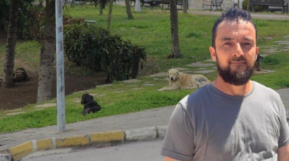 Başıboş Köpekler