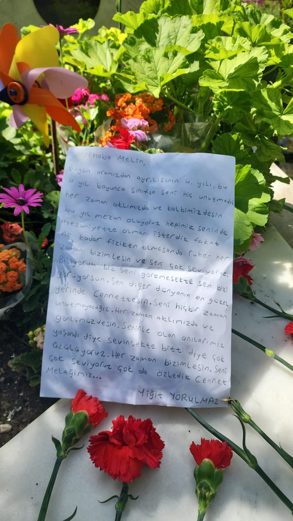 Başıboş Köpekler