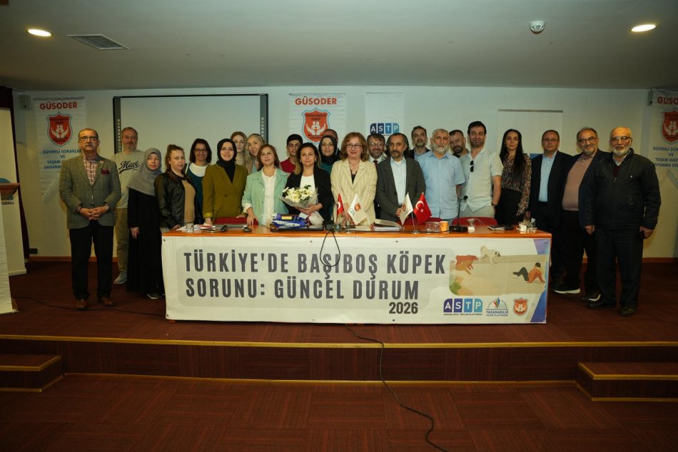 Başıboş Köpekler