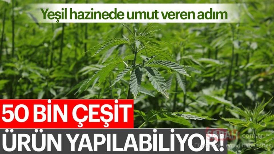 Yeşil hazinede umut veren adım! 50 bin çeşit ürün yapılabiliyor...