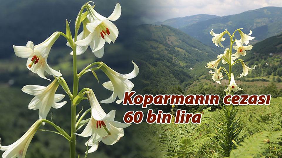 Koparmanın cezası 60 bin lira