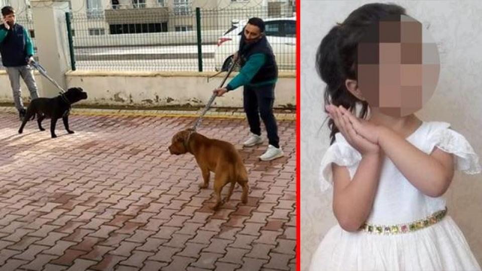 Küçük Asiye'ye saldıran köpekler iddianamede "silah" sayıldı