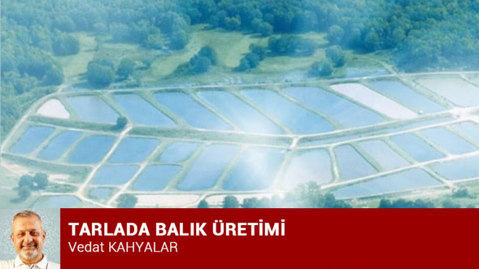 TARLADA BALIK ÜRETİMİ