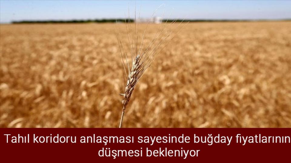 DSÖ maymun çiçeği virüsü nedeniyle küresel  acil durum ilan etti / Tahıl koridoru anlaşması sayesinde buğday fiyatlarının düşmesi bekleniyor