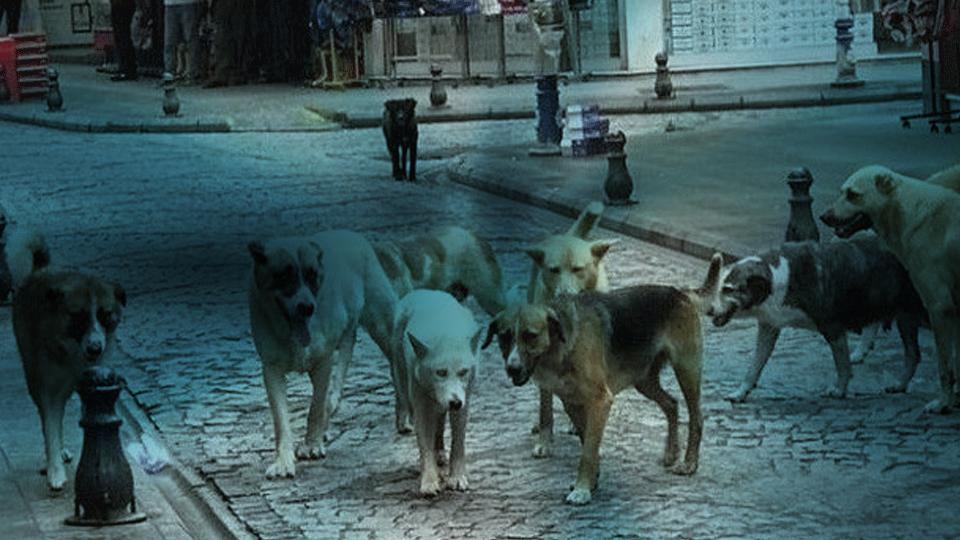 İnsan Hayatı mı, Köpek İdeolojisi mi? /  Mehmet Altuntaş / Danıştay Kararı Üzerinden Üretilen Yanılsamalar ve Hukuki Gerçekler: Başıboş Köpek Sorunu, Kamu Güvenliği ve Mevzuatın Açık Hükümleri / Mehmet Altuntaş