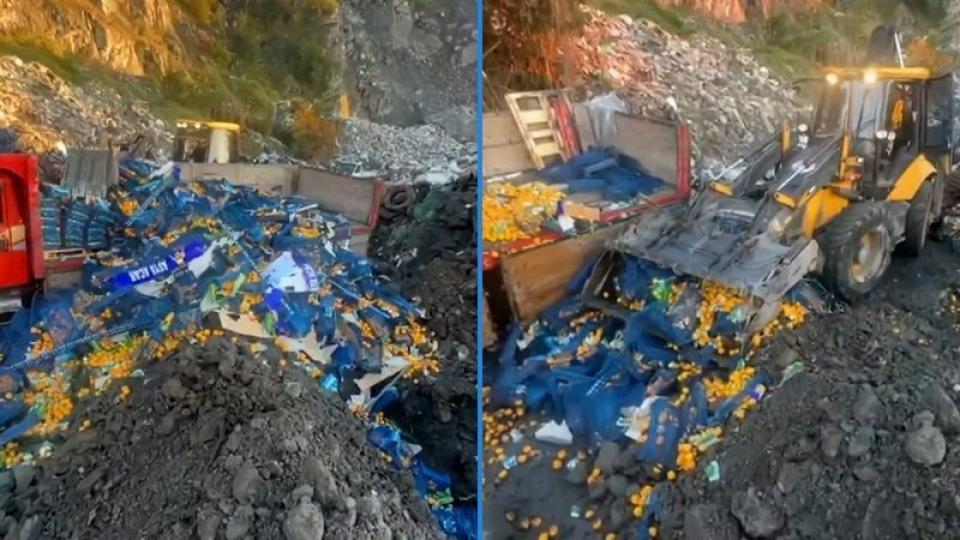 6 ton mandalina, sakıncalı olduğu gerekçesiyle imha edildi