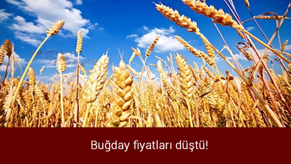 Bakan Nebati: Akaryakıt fiyatlarında ilave  düşüşler bekleniyor / Buğday fiyatları düştü!