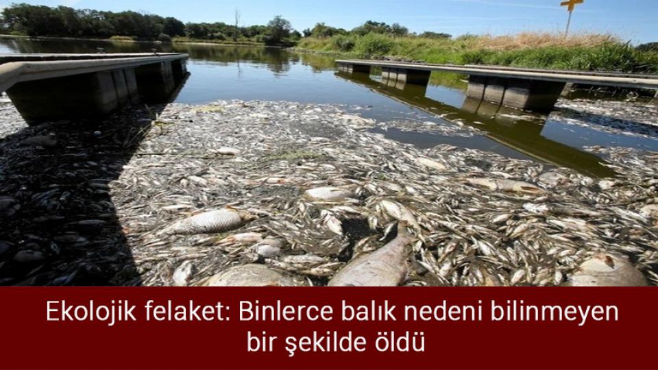 Meteorolojiden 9 il için gök gürültülü sağanak uyarısı / Ekolojik felaket: Binlerce balık nedeni bilinmeyen bir şekilde öldü