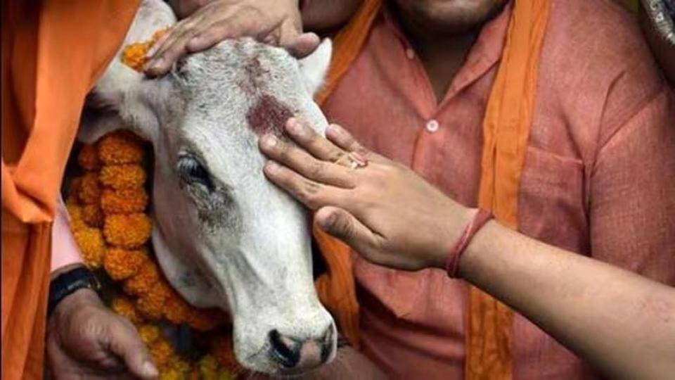 Hindistan'da inek kesen üç Müslümana müebbet hapis cezası verildi