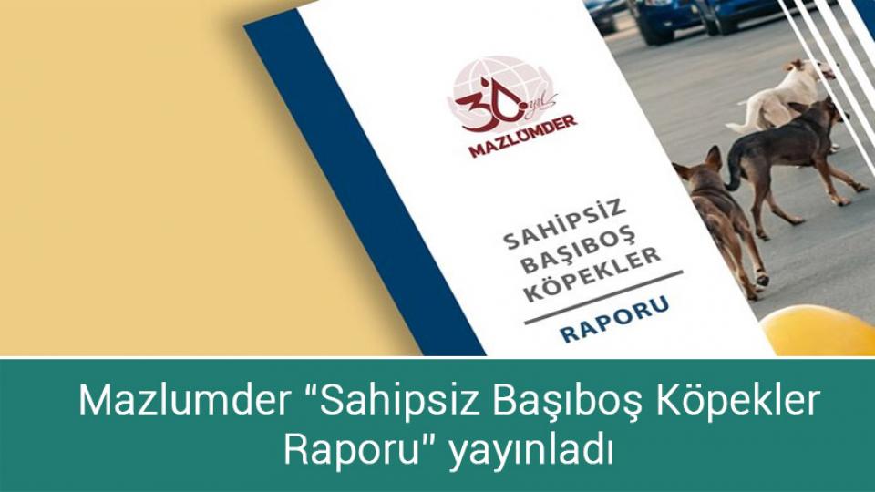 Her Taraf / Türkiye'nin habercisi / Mazlumder “Sahipsiz Başıboş Köpekler Raporu” yayınladı