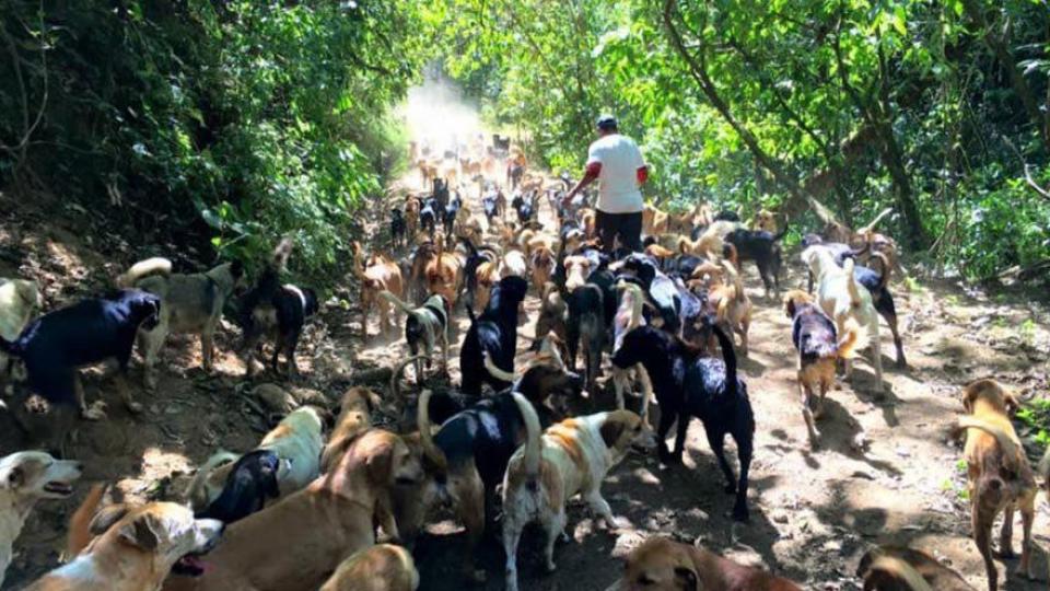 Sahipsiz hayvanlar (başıboş köpekler) konusunda Tarım ve Oraman Bakanlığı’nın iki Genel Müdürlüğü arasında anlaşmazlık mı var?